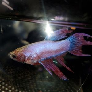 Meet your Posher, Maviel